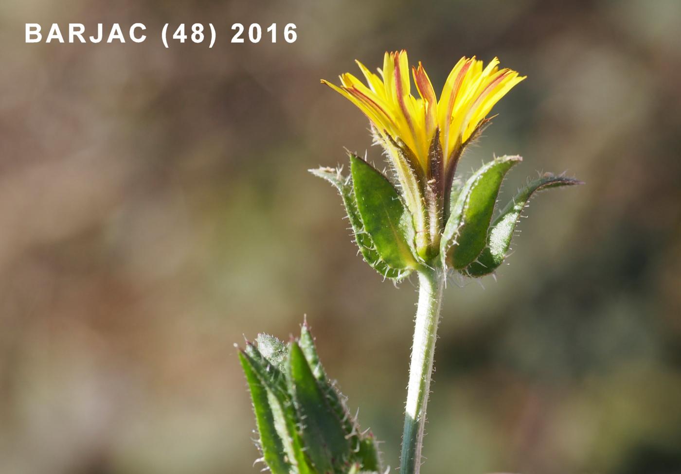 Oxtongue, Bristly flower